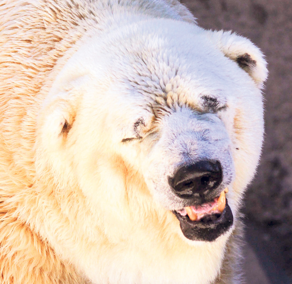 Uginuo najtužniji meda na svetu
