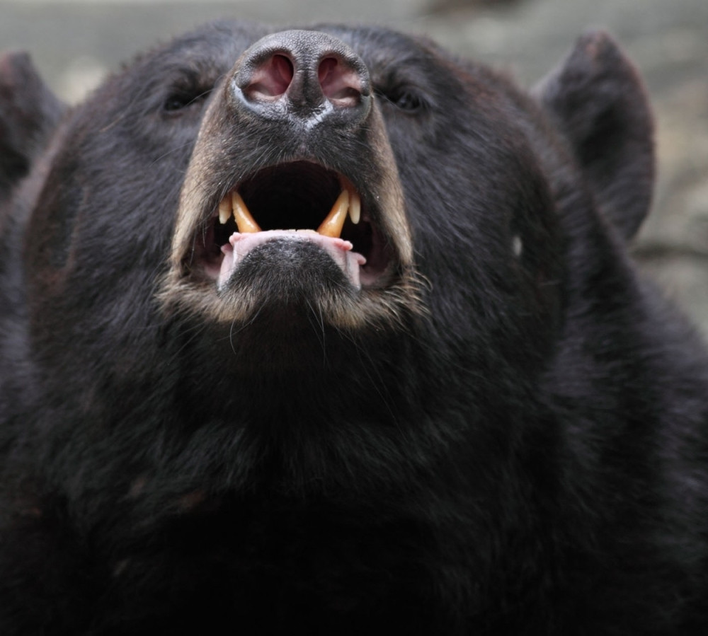 U samoodbrani razbio nos medvedu!
