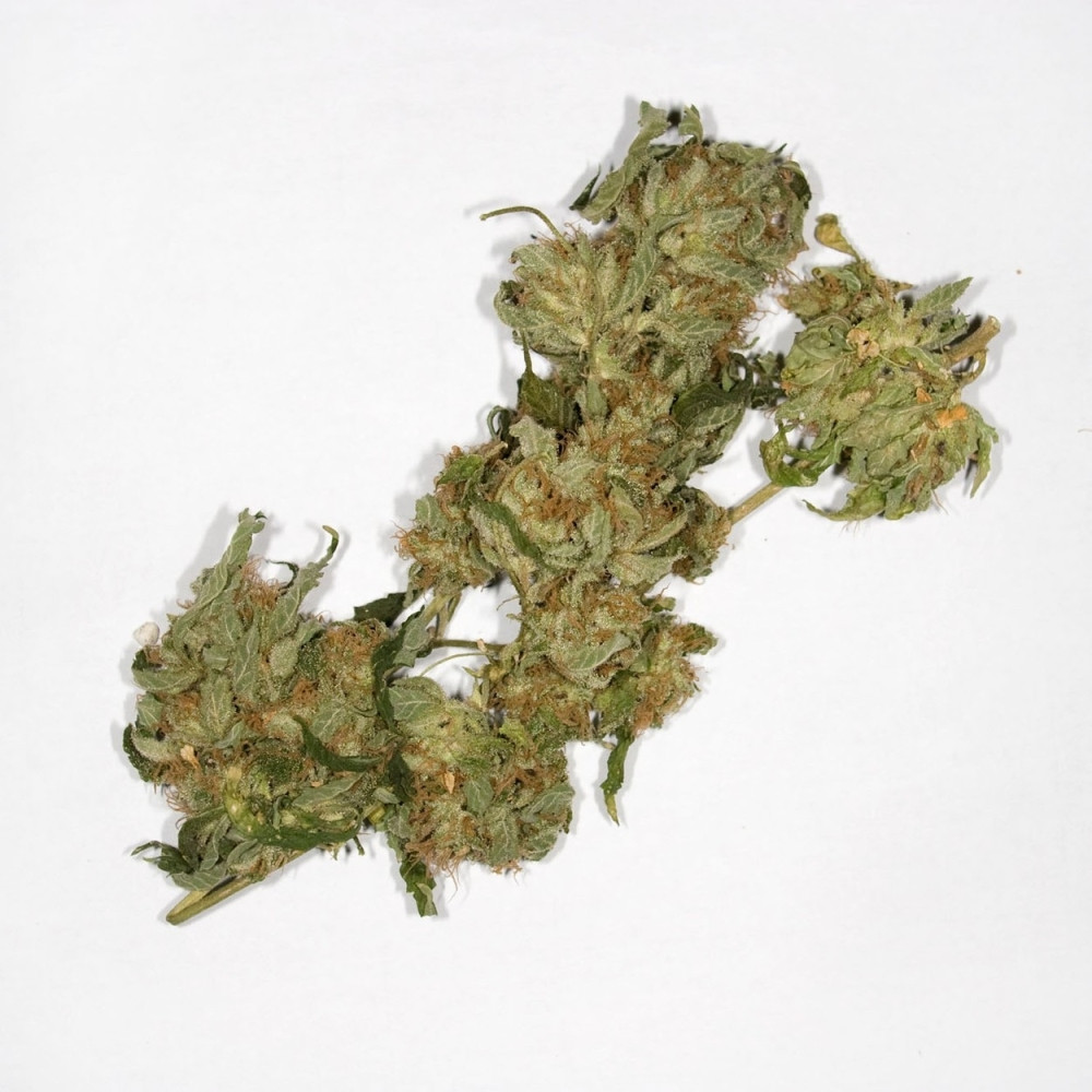 Zaplenjen 21 kilogram skanka