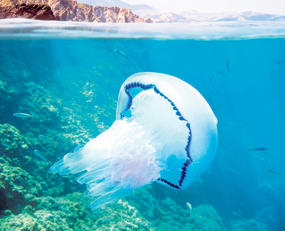 Sa meduzom se obračunajte paradajzom