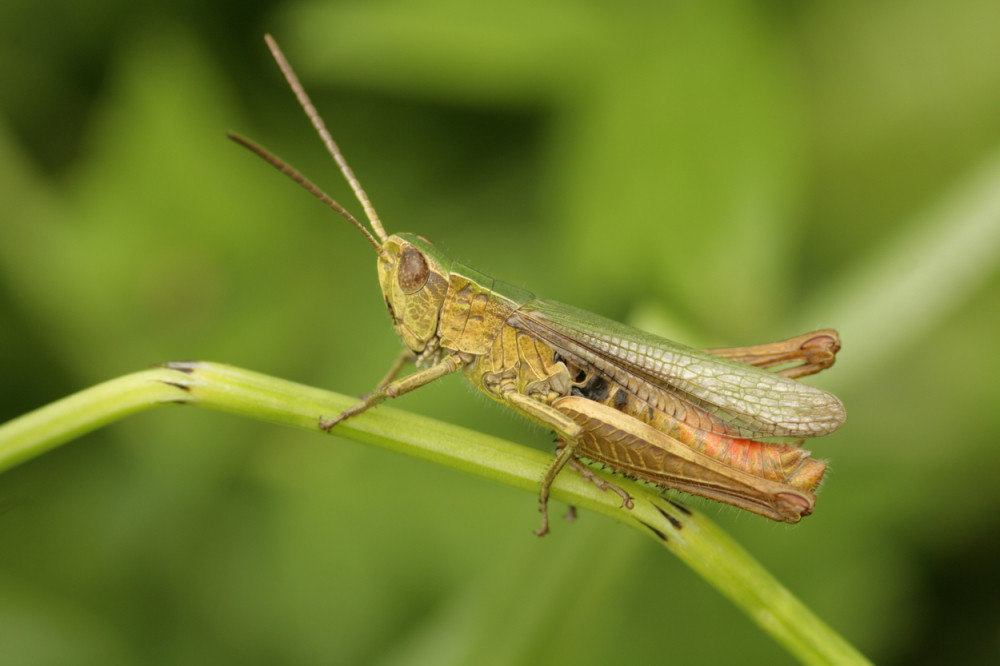 Treniraju skakavce da nanjuše bombe!