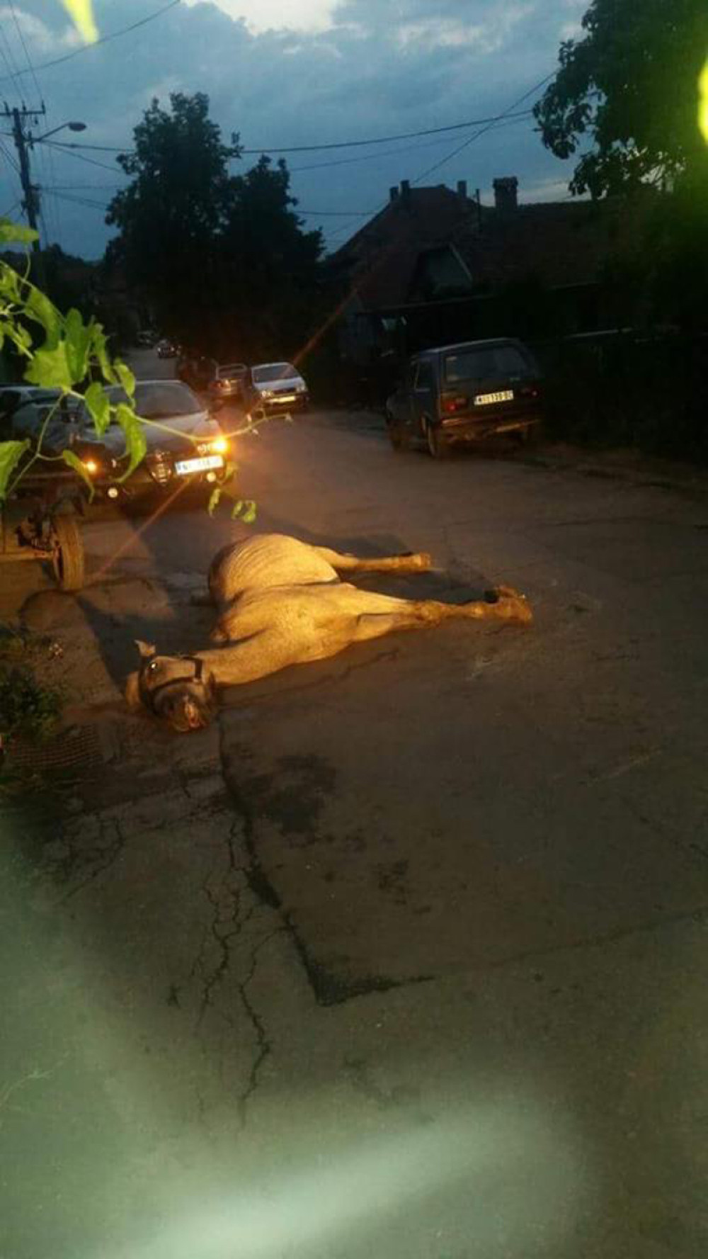 Konja mučili pa ostavili da ugine na ulici! (UZNEMIRUJUĆI FOTO)