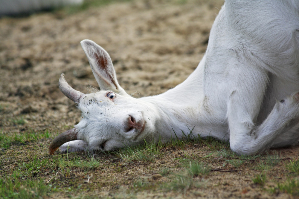 Svi traže najskuplju kozu u Srbiji koja je pojela 20.000 evra! Gazda zanemeo, a rođaka zapomaže "nemam pare, a nemam kozu"