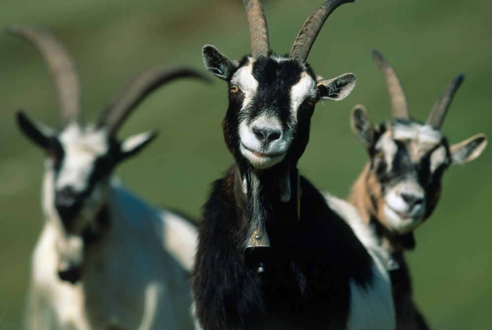 Ako vas koze vole, to je sjajna vest! Oduševićete se zašto je tako!