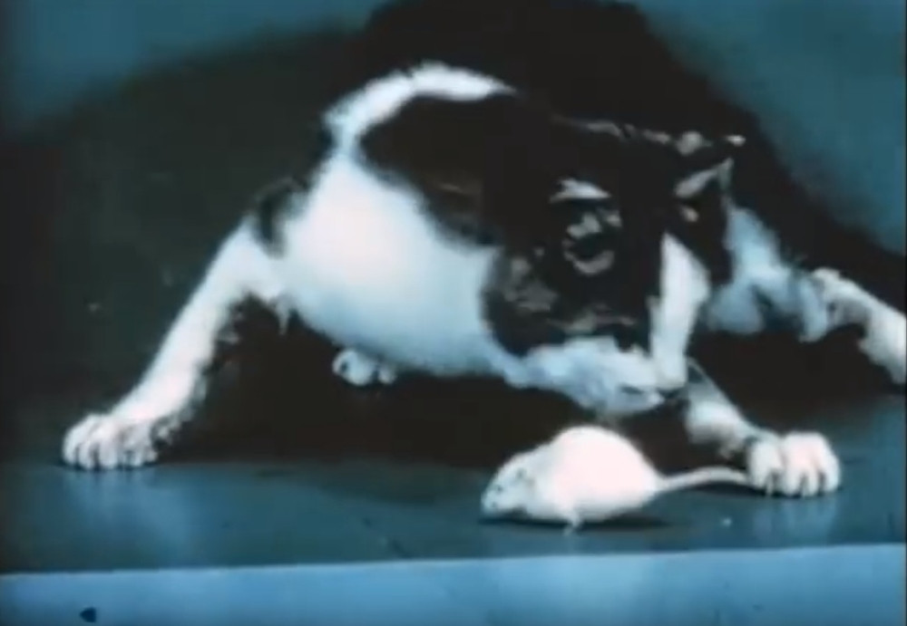 Mačka na LSD-u ovako reaguje na miša (VIDEO)