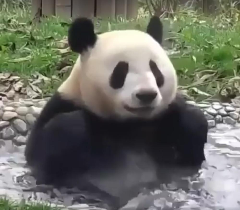 Evo kako pande uživaju u kupanju (VIDEO)