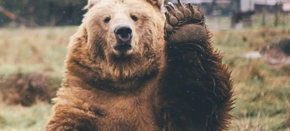 Đubretar vozao medveda na krovu kamiona (VIDEO)