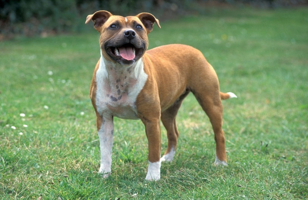 Svi misle da su pit bulovi NAJKRVOLOČNIJI, ali ova miroljubiva rasa napala je najviše ljudi u Beogradu!