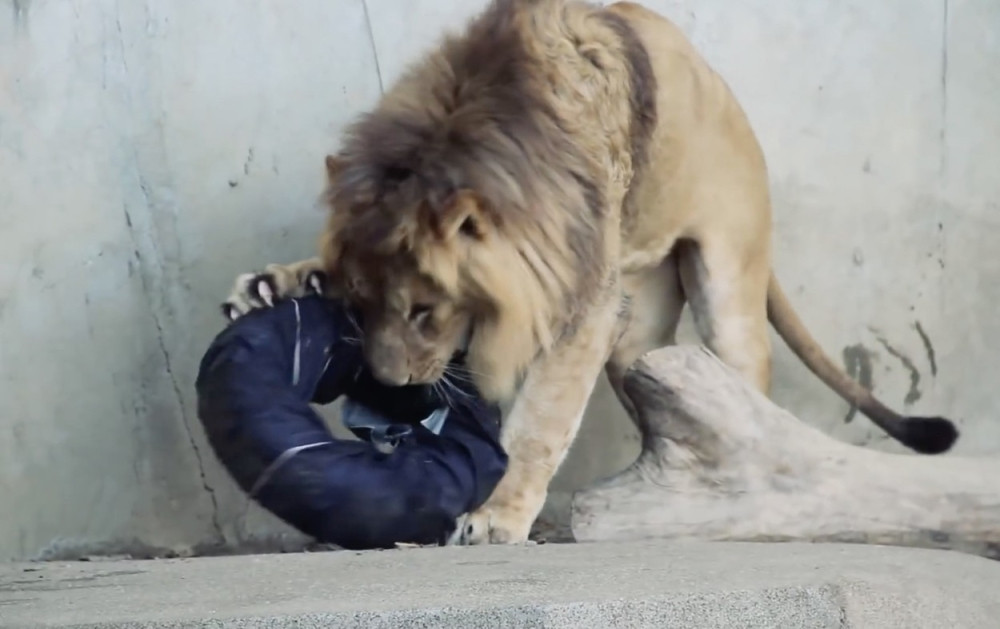Kupite pantalone koje je pocepao lav! (VIDEO)