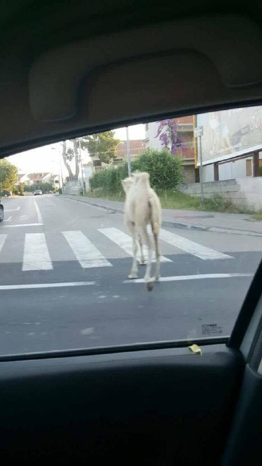Vozim ti ja tako, kad ono... BELA KAMILA!?