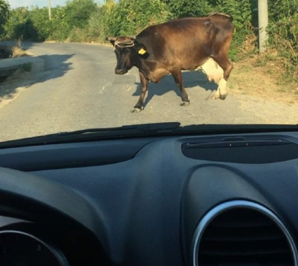 Bivšem farmeru krava izletela na put (VIDEO)