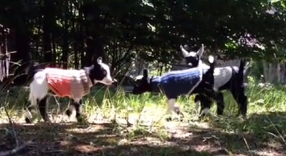 Upoznajte tri preslatka jareta! (VIDEO)