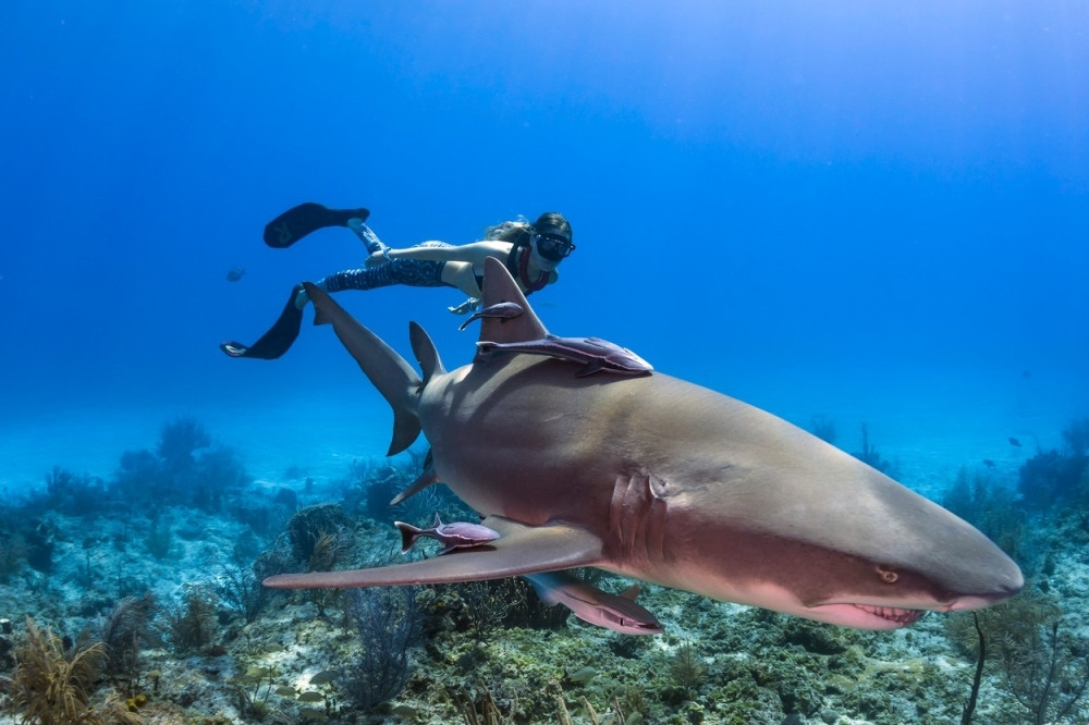 Obožava da dodiruje ajkule! (FOTO)