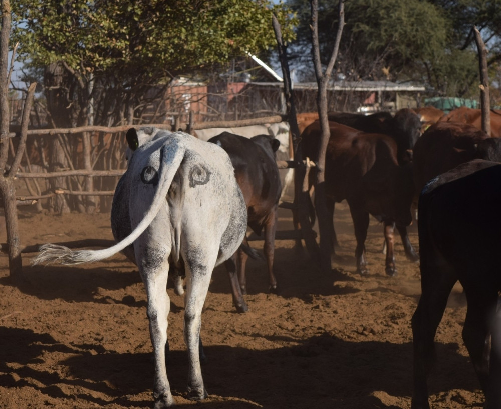 Zašto kravama crtaju oči na stražnjici (FOTO)