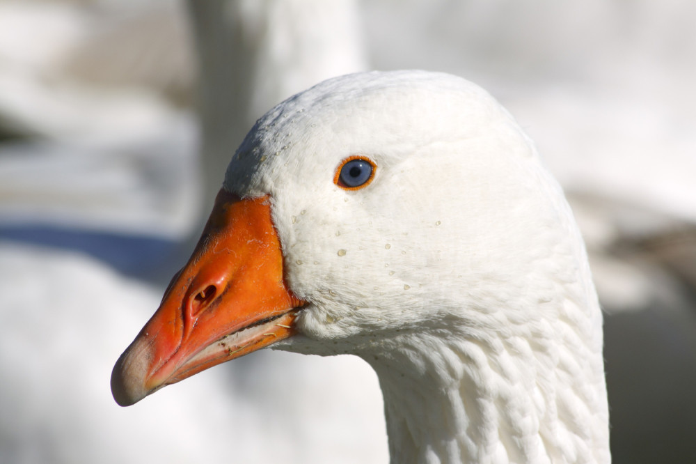Podignut spomenik guski koju su ubile patke!