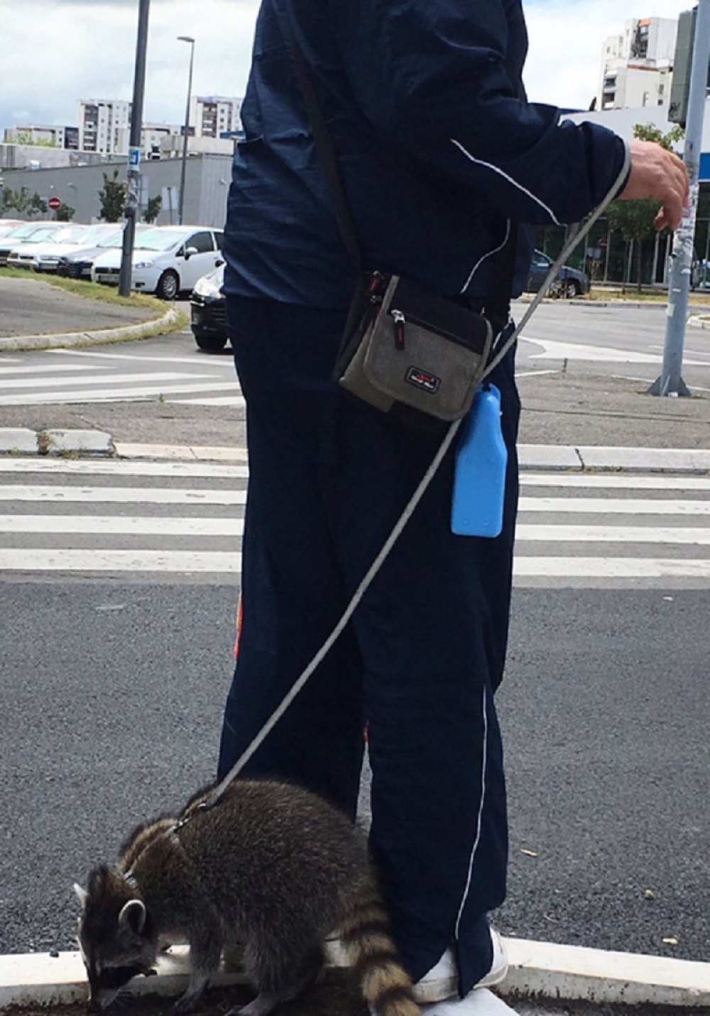 Deka šeta rakuna Novim Beogradom (FOTO)