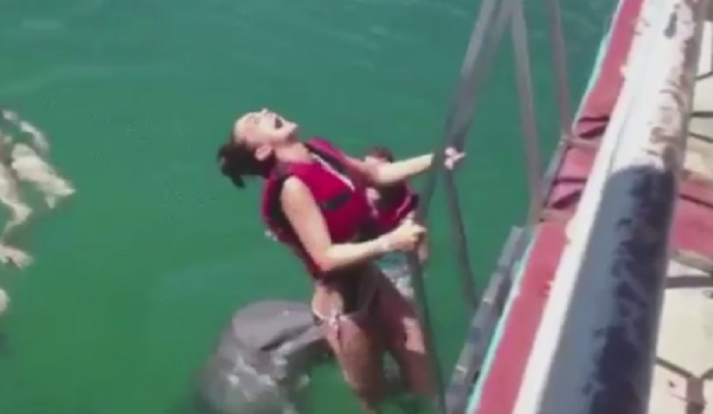 Delfin nasrnuo na devojku (VIDEO)