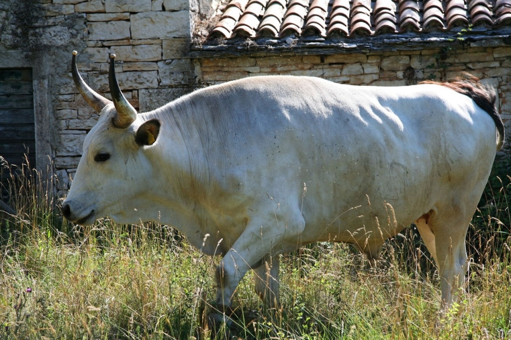 Volovi nasrnuli na turiste i povredili ih!