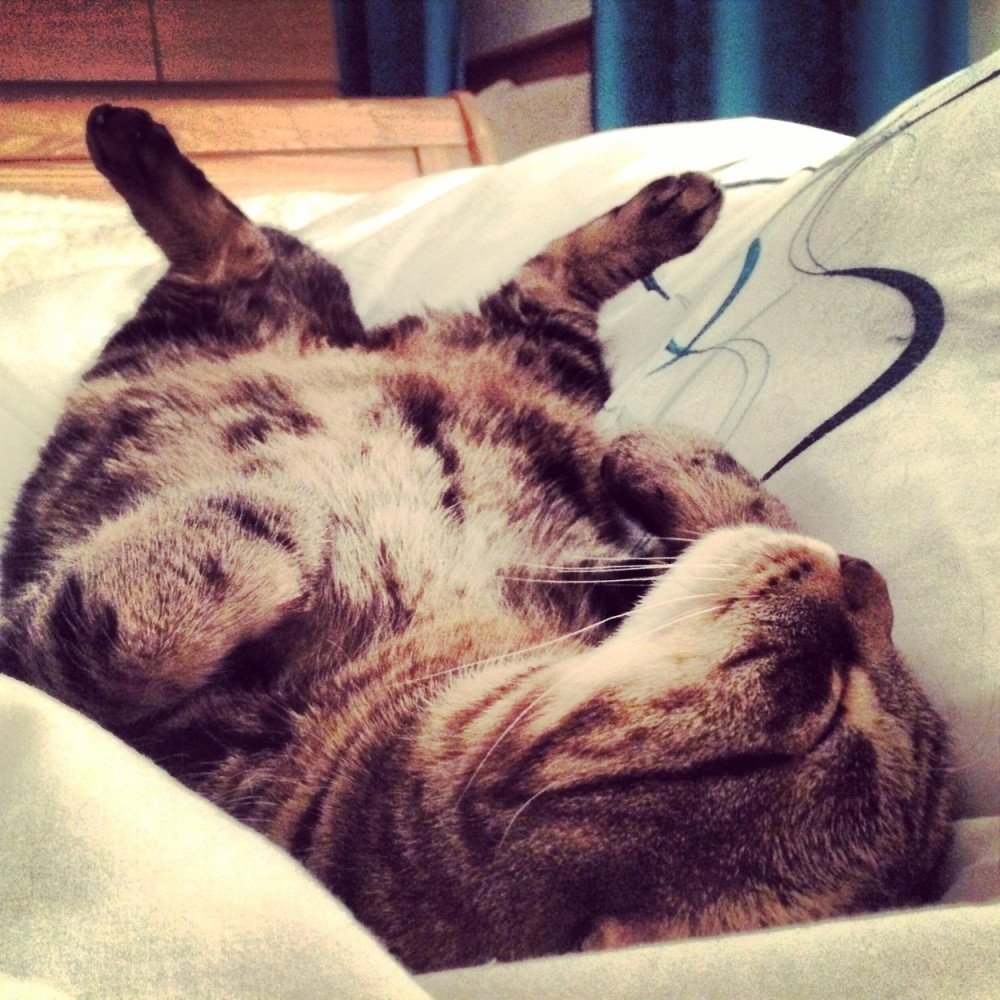 Je l' ovo maca il' čovek?! (VIDEO)