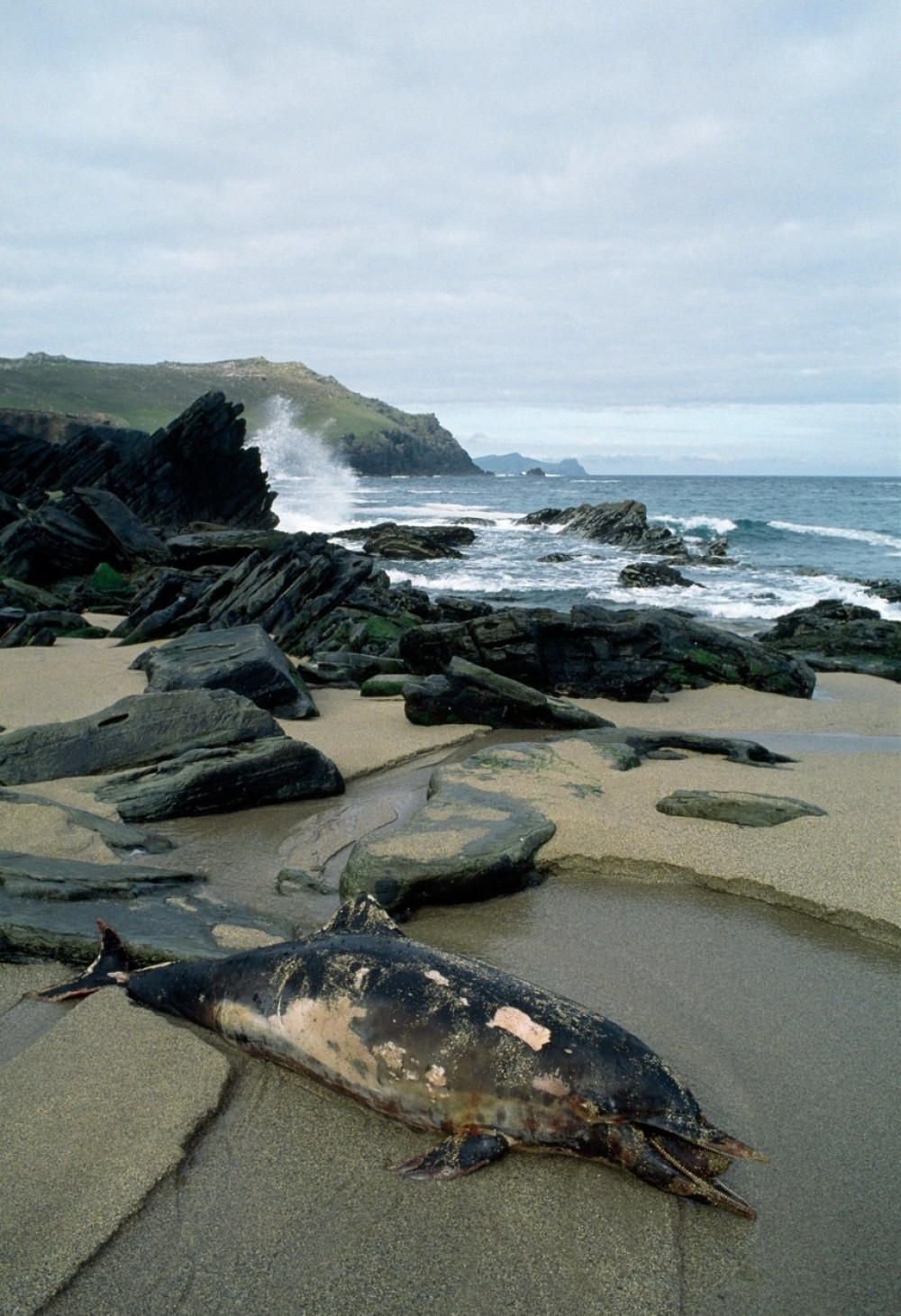 Pronađeni raspadnuti leševi delfina!