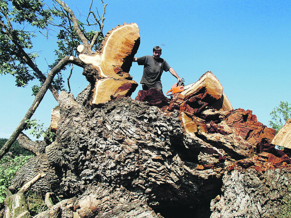 Grane „zapisa“ i sada leže po zemlji