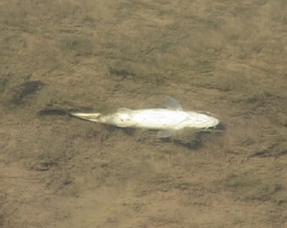 Drina donosi uginulu ribu iz Zvornika