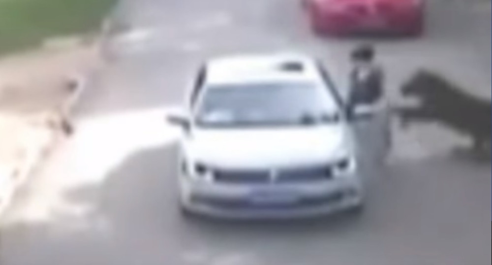 Ženu pojeo tigar (UZNREMIRUJUĆI SNIMAK)