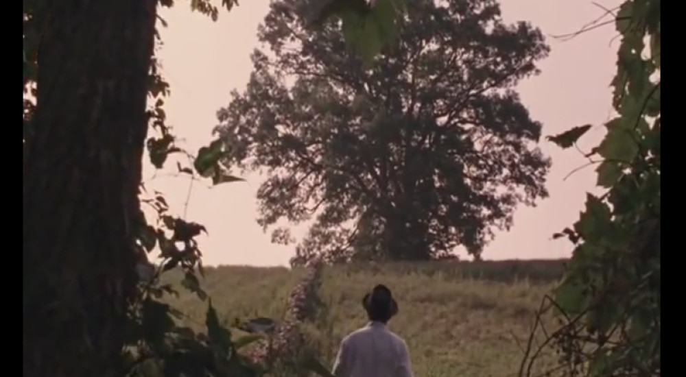 Srušen hrast iz čuvenog filma (VIDEO)