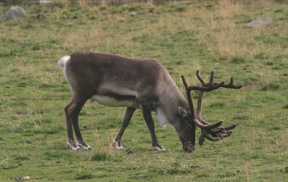 Irvasi uginuli od antraksa