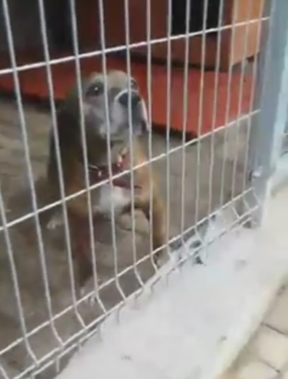 Pas zaustavio autobus da bi spasao vlasnika (VIDEO)