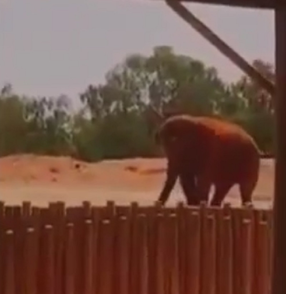 Slon pogodio devojčicu kamenom i ubio je (UZNEMIRUJUĆI VIDEO)