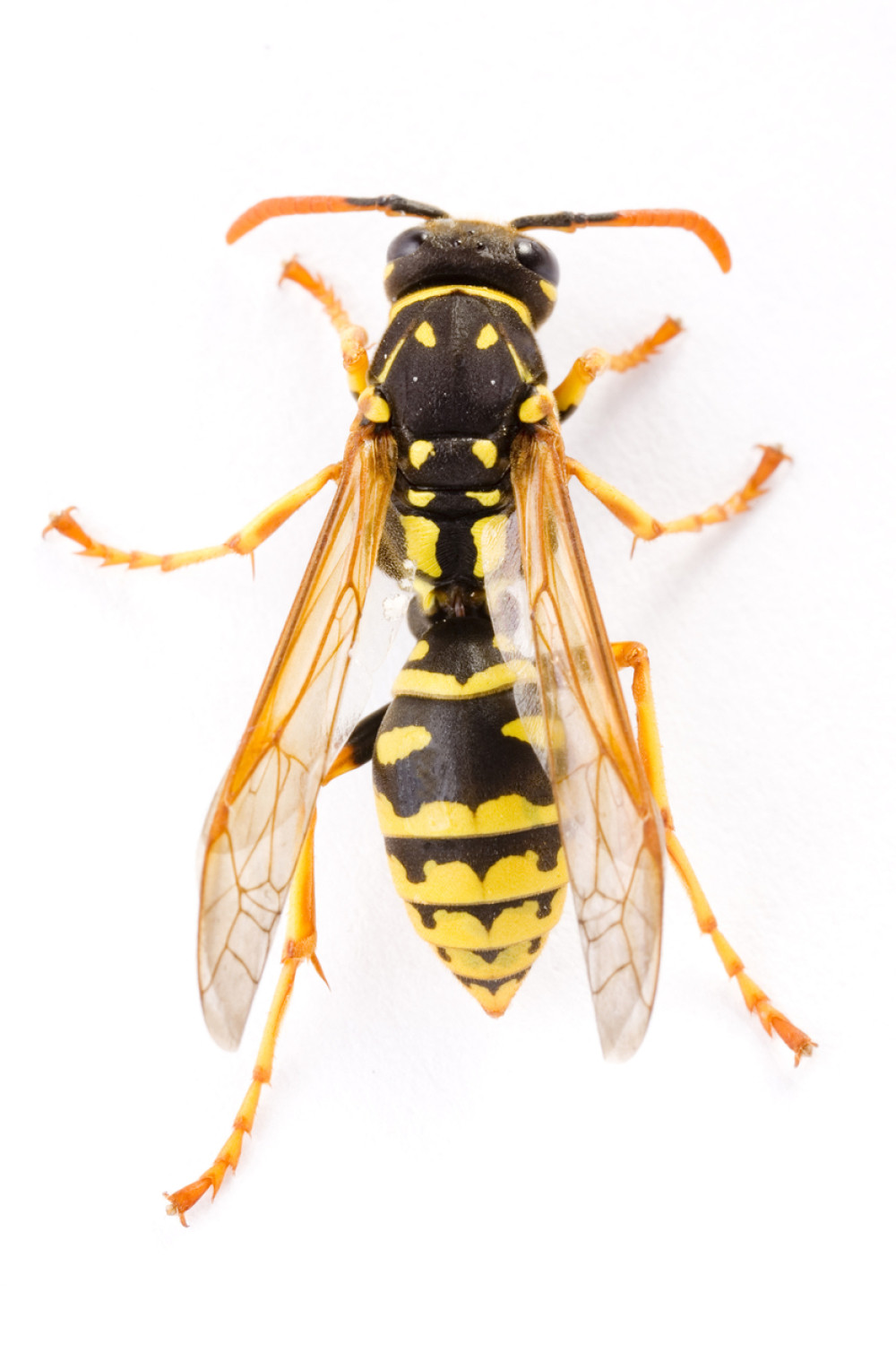 Otac i sin zbog ose poginuli u sudaru