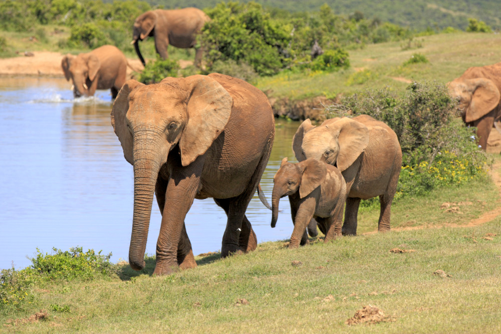 Preduzete mere protiv upada slonova na utakmice!