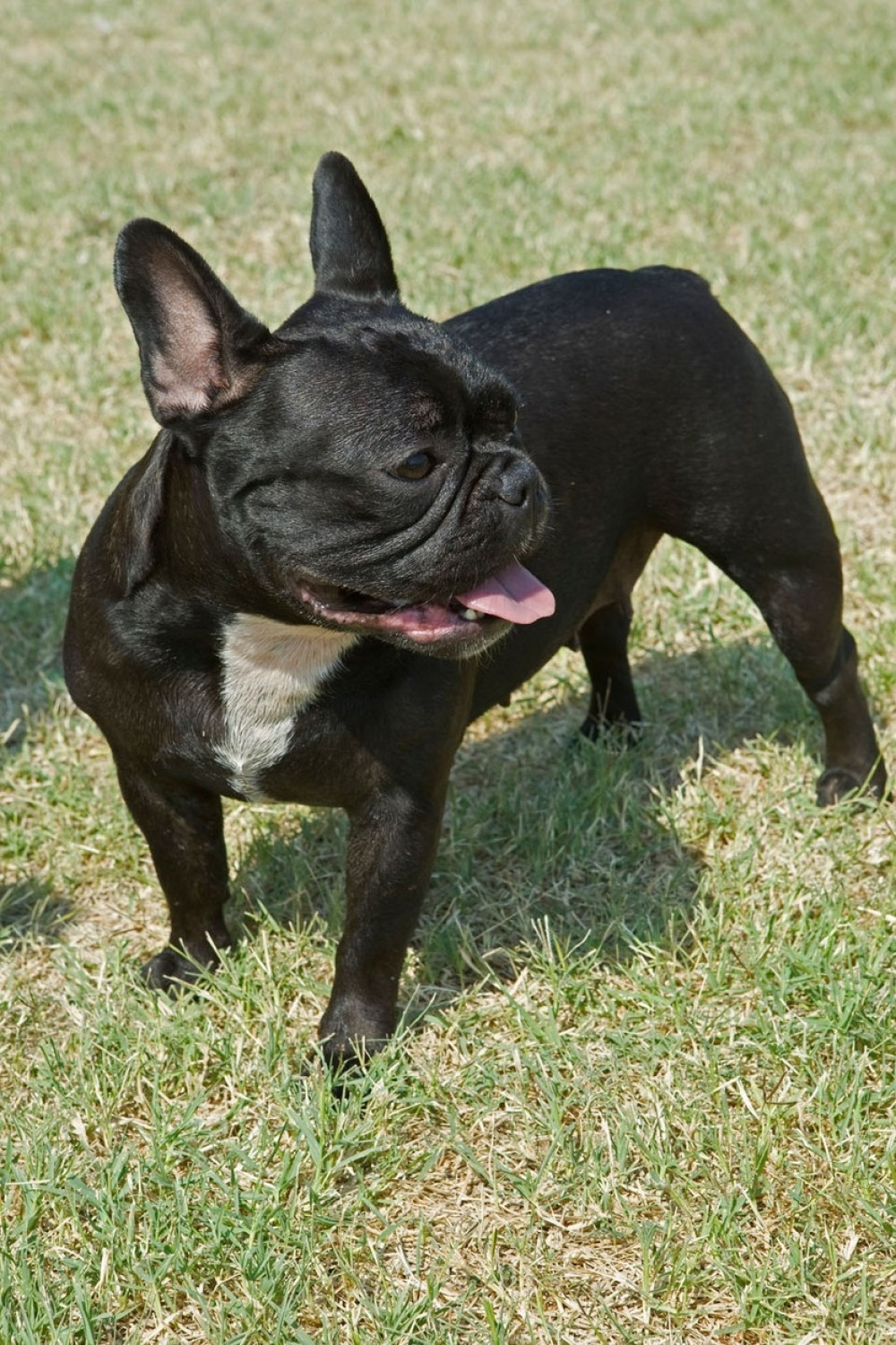 Dečaku (11) ukrali štene, policija spasla dan!