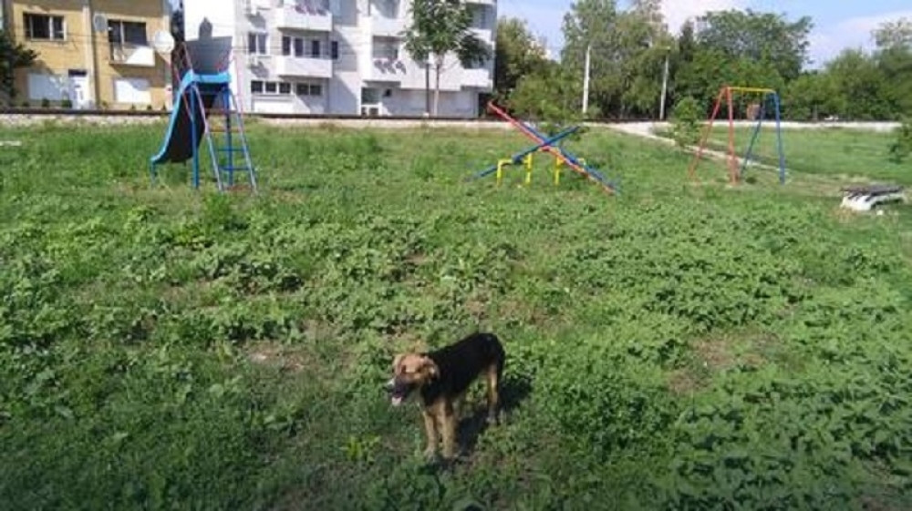 Pas otrovan na dečijem igralištu!