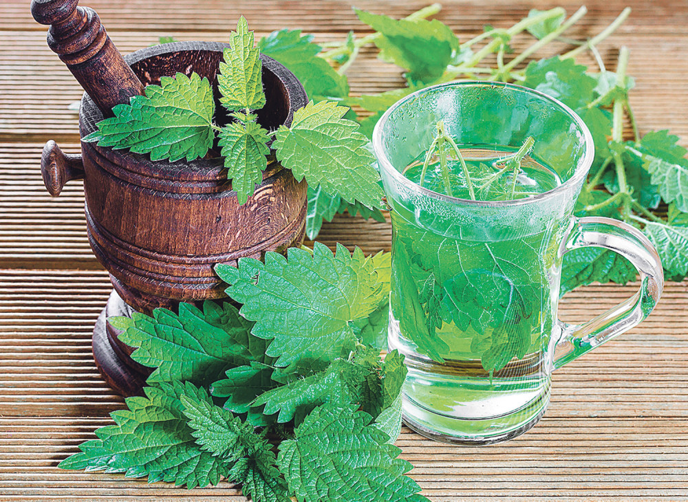 Da li kopriva može da uništi rak?