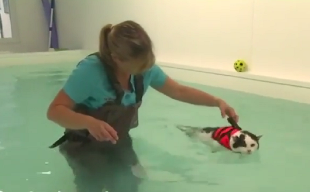 Maca pliva da bi smršala! (VIDEO)