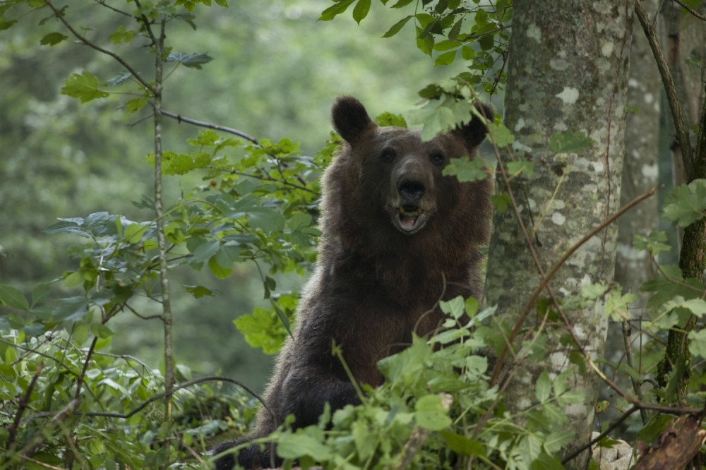 Otišao u šumu da snimi zvuk prirode, a onda ga je dočekala STRAVIČNA SMRT!