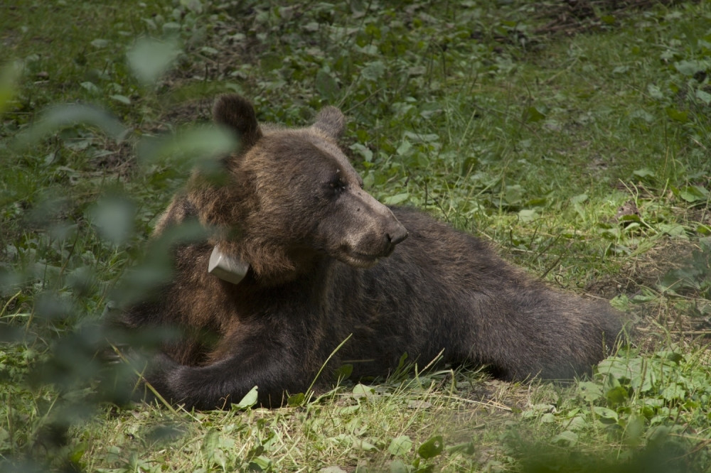 Dva dana kasnije je pronađen i ono što je ispričao spasiocima zvuči NEVEROVATNO!