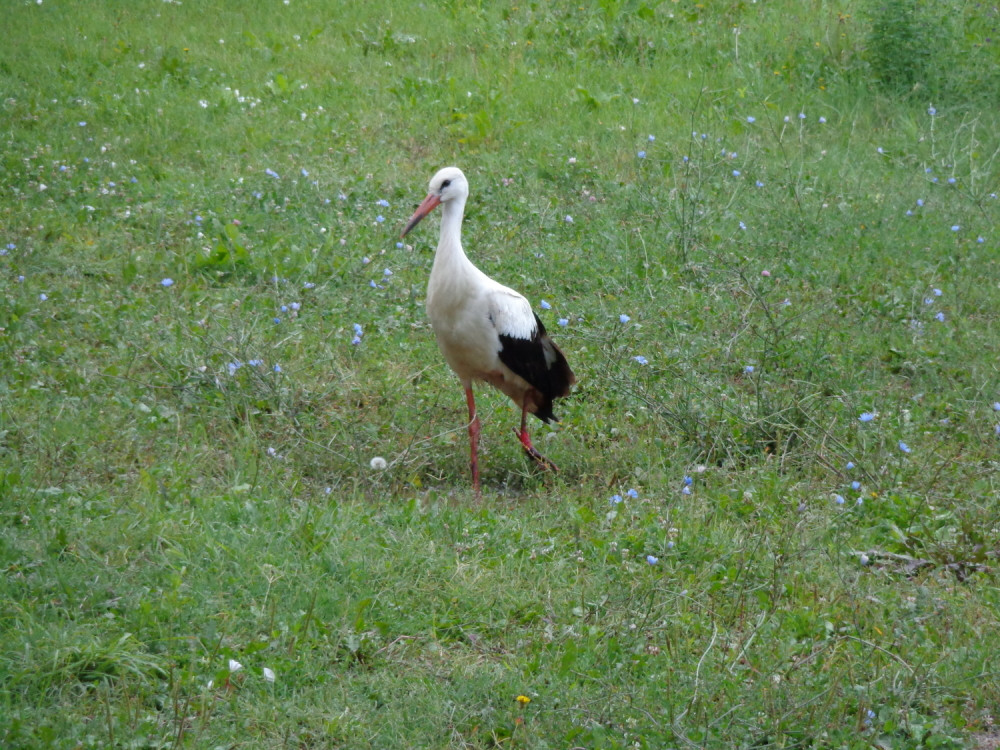 Povređena roda sletela u dvorište crkve