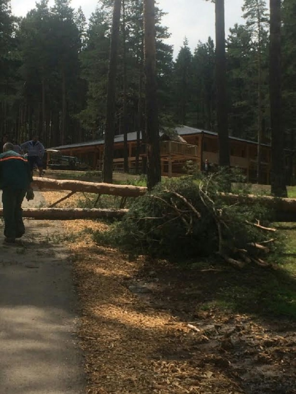 Nevreme obaralo stabla (FOTO)