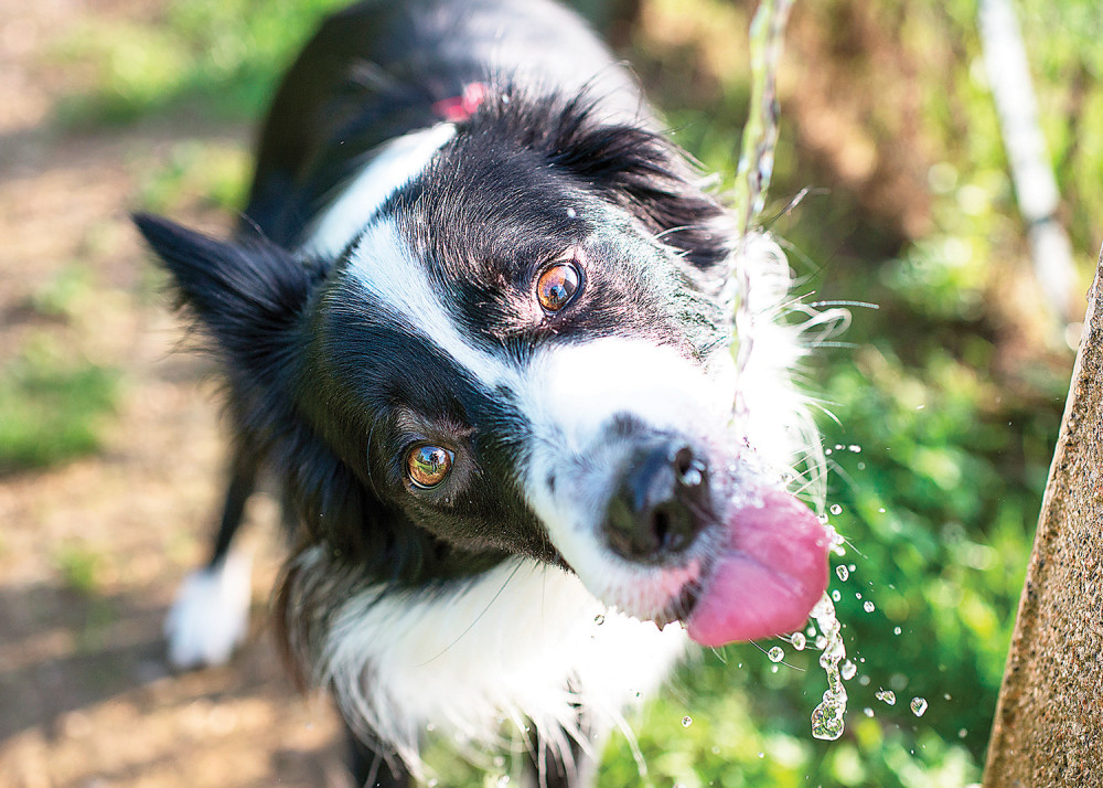 I on može da dehidrira!