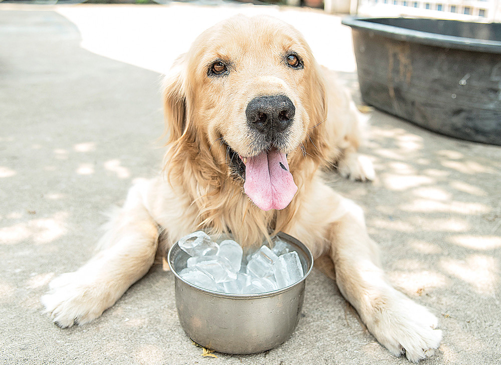 Žvotinje im uginu u trenutku, ne znaju šta je u pitanju