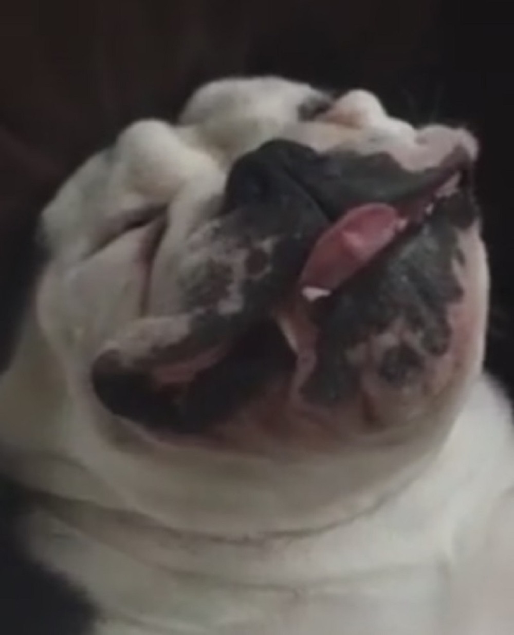 Ovo je najsmešniji pas čuvar ikada! (VIDEO)