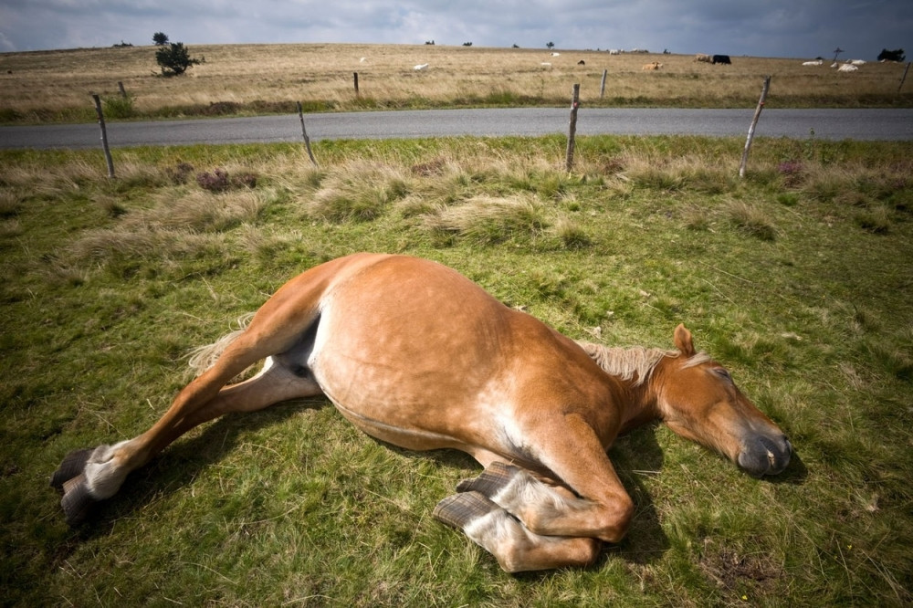Policajci ubili konja!