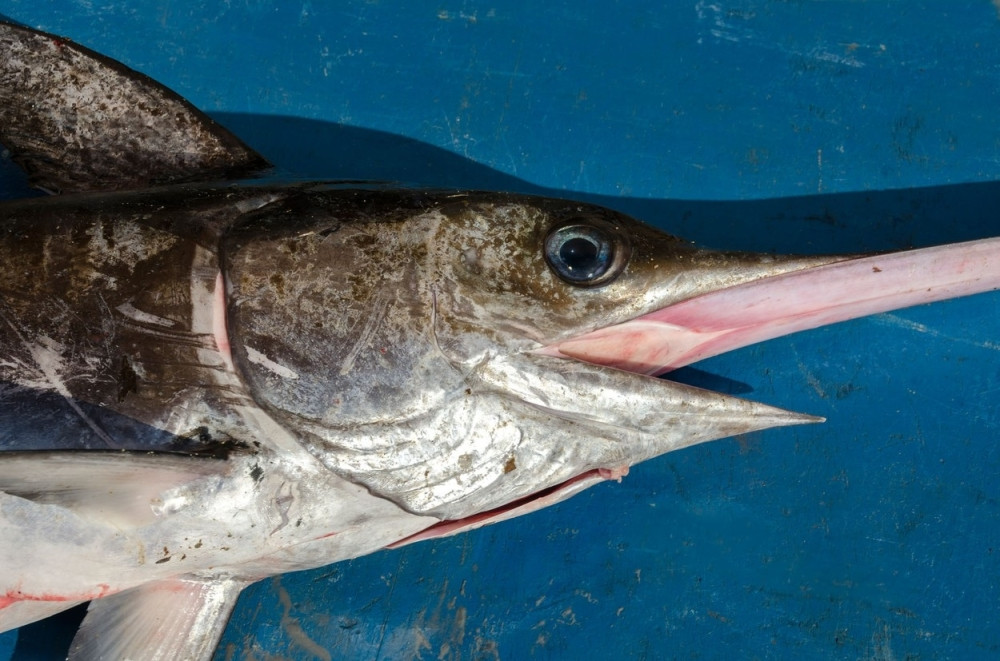 Riba progutala čoveka na utakmici! (VIDEO)