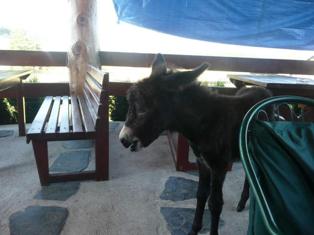 Magarence "konobariše" i zabavlja goste! (FOTO)