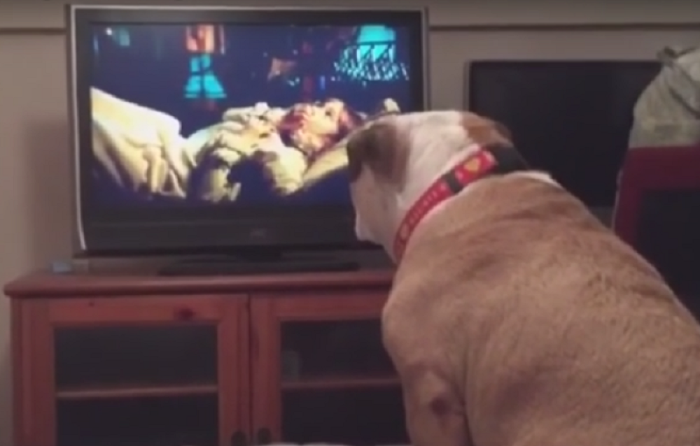 Urnebesna reakcija psa na horor film (VIDEO)