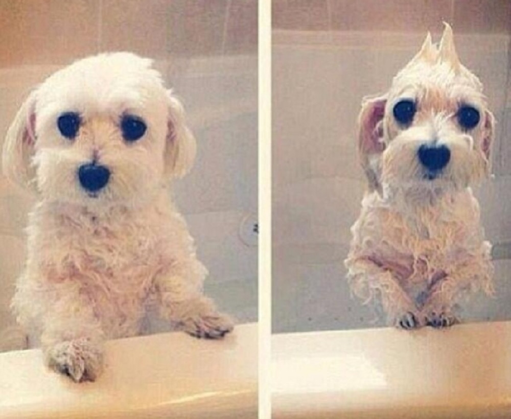 Ljubimci pre i posle kupanja (VIDEO)