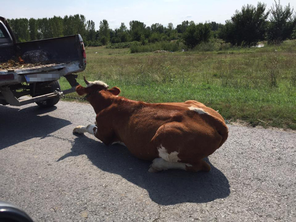 Kravu vezao za kamionet, pa je vukao po putu (UZNEMIRUJUĆI FOTO)